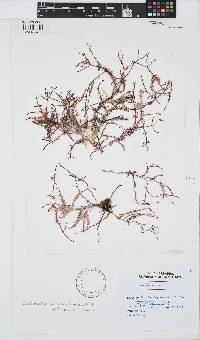 Gelidiella acerosa image