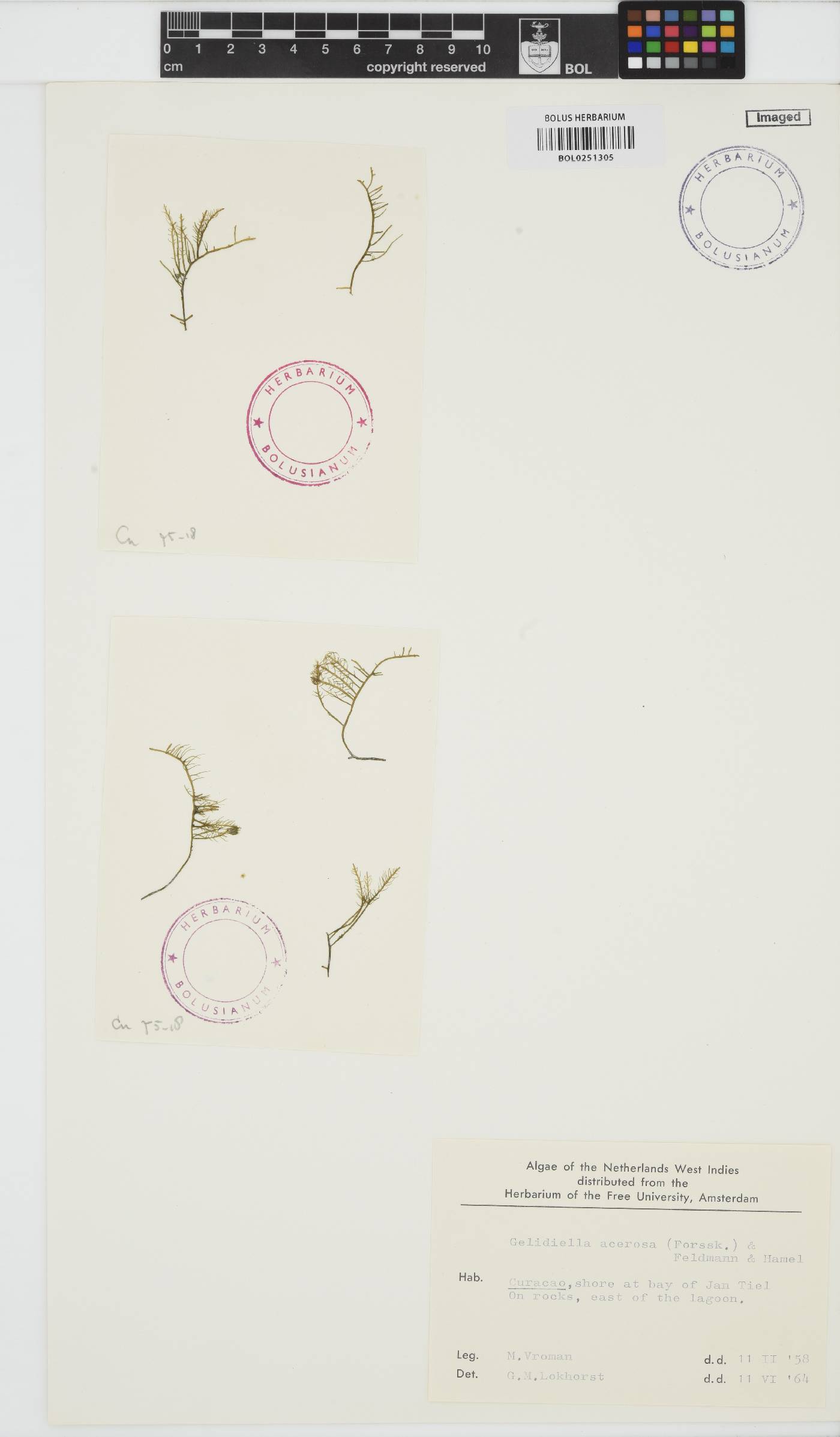 Gelidiella acerosa image