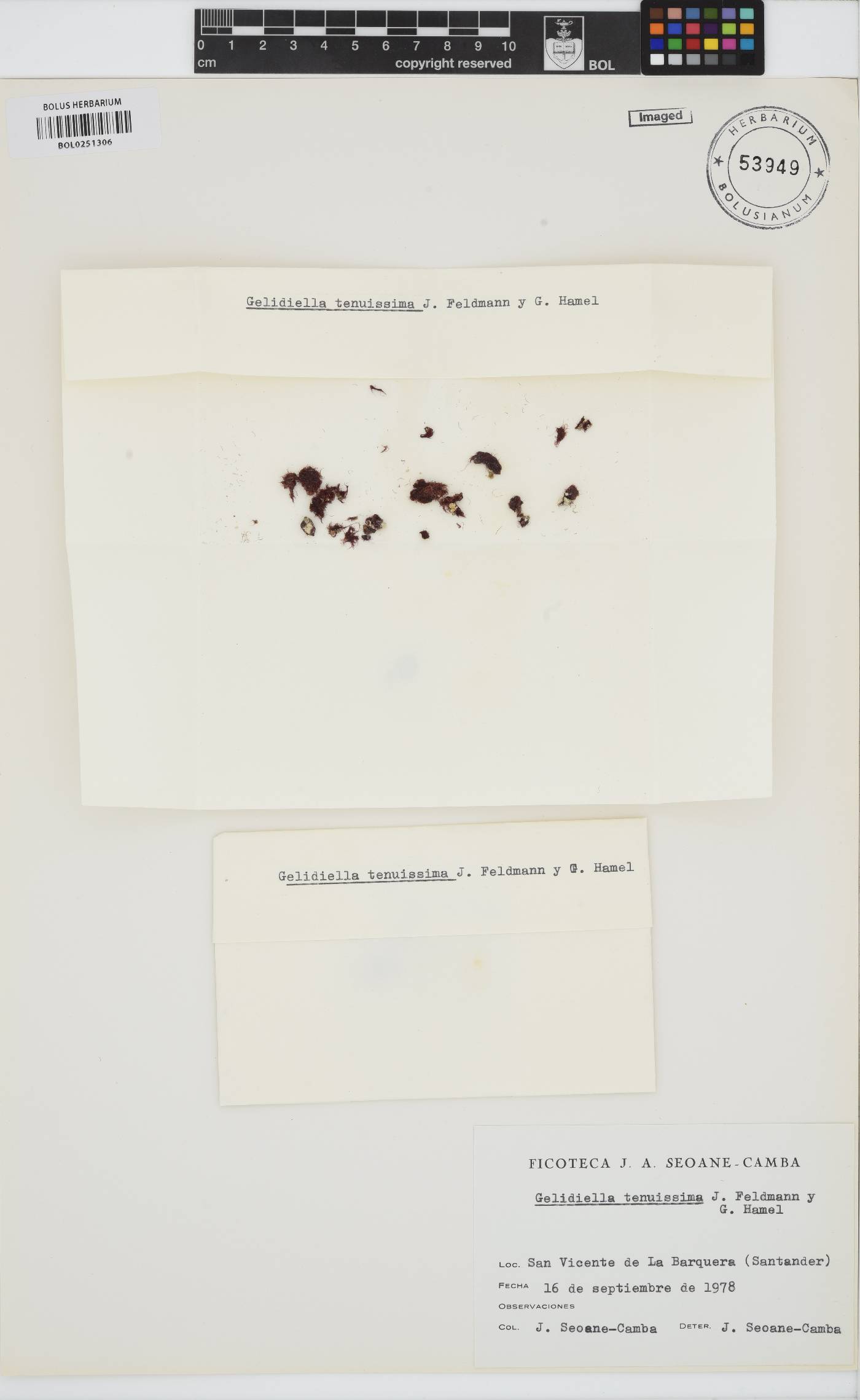 Millerella pannosa image
