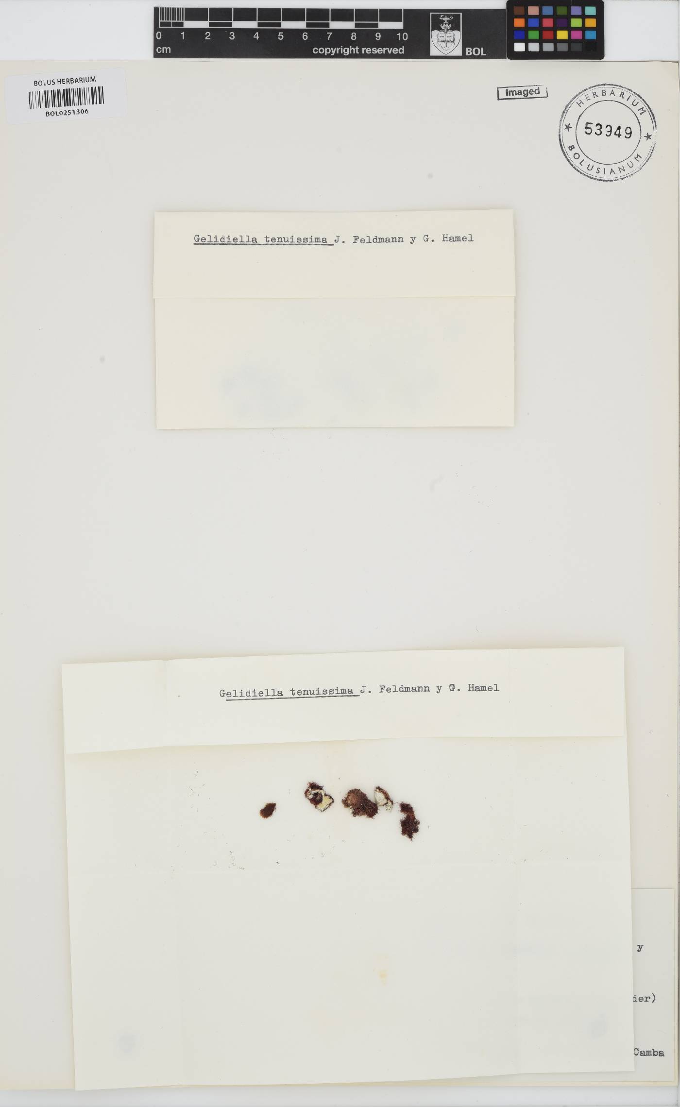 Millerella image