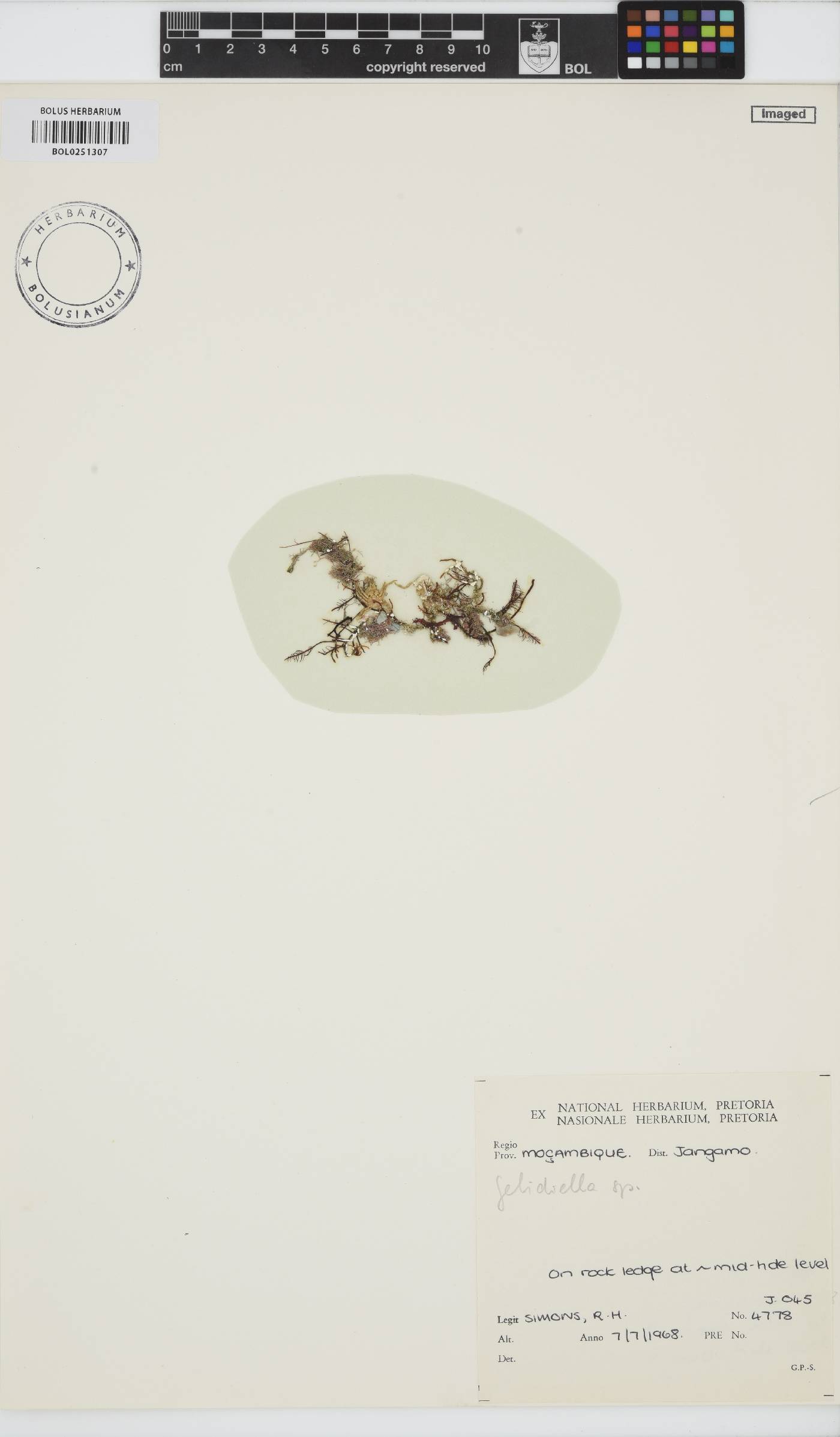 Gelidiella image