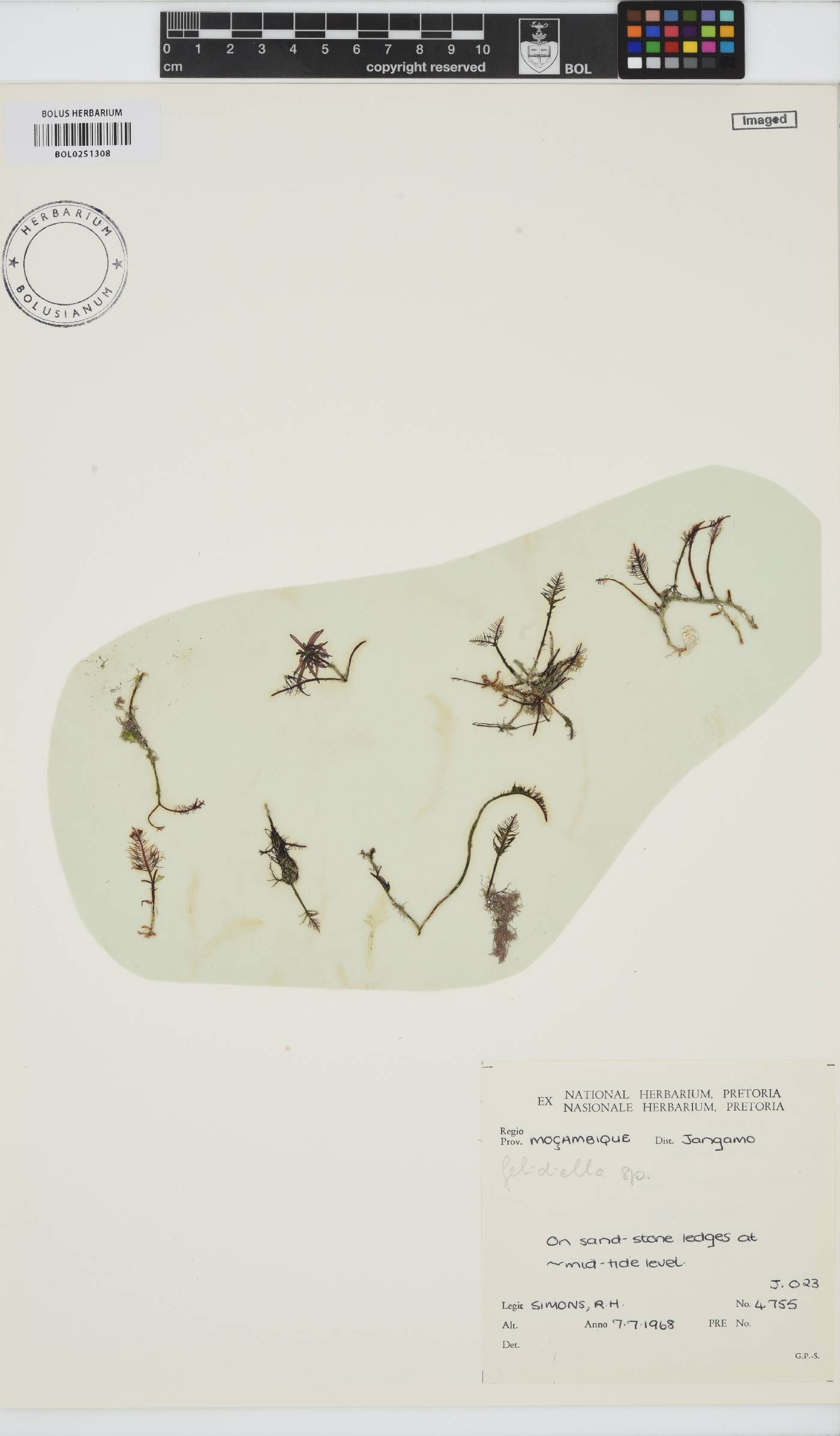 Gelidiella image
