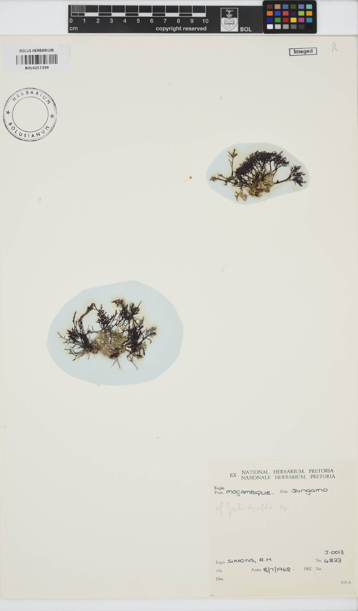 Gelidiella image