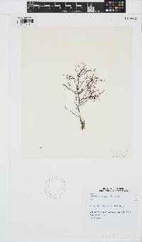 Gelidium abbottiorum image