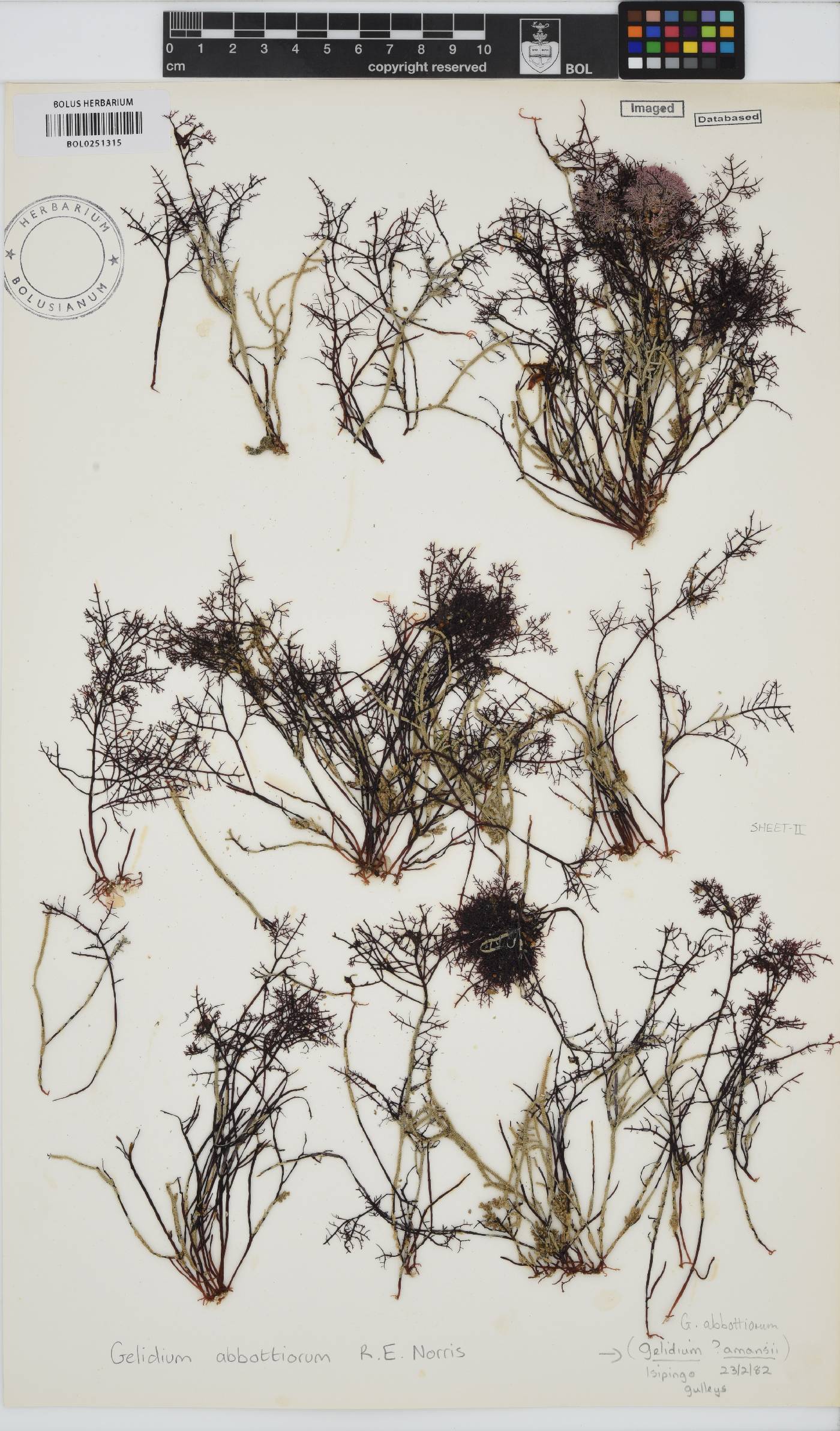 Gelidium abbottiorum image