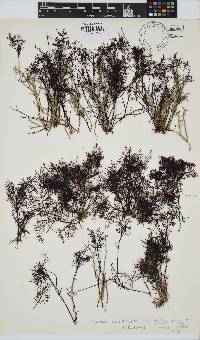 Gelidium abbottiorum image