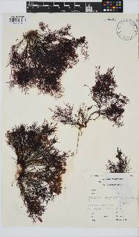 Gelidium abbottiorum image