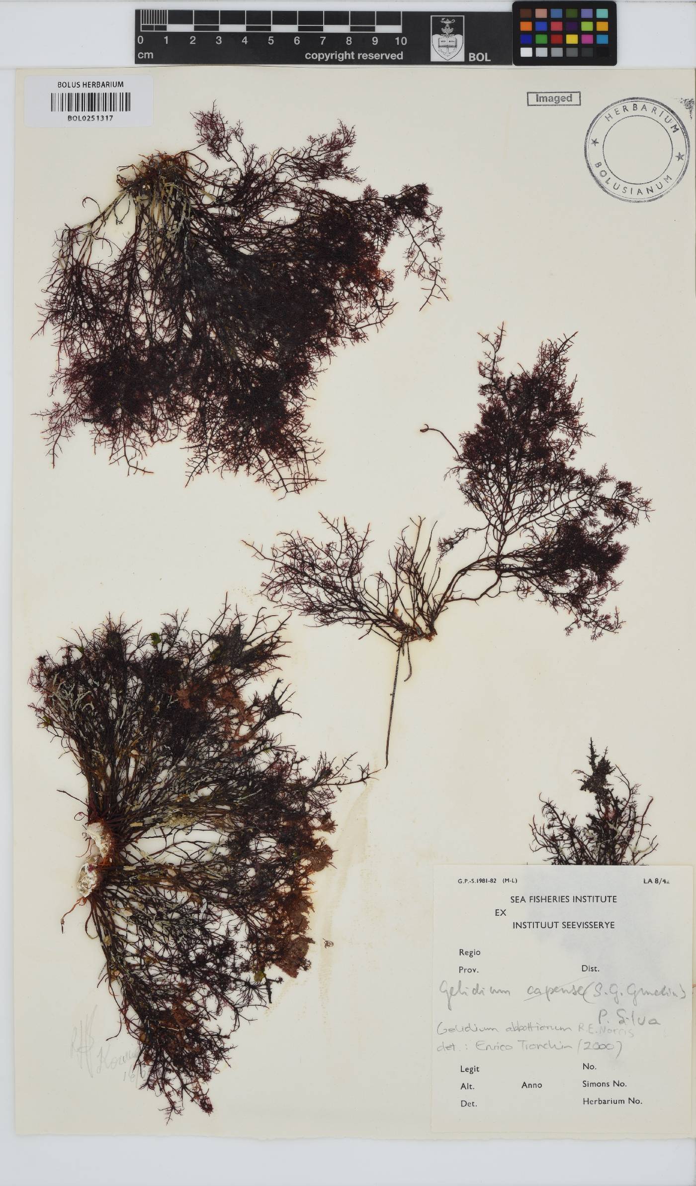 Gelidium abbottiorum image