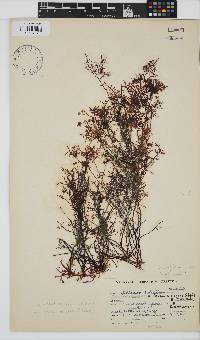 Gelidium abbottiorum image