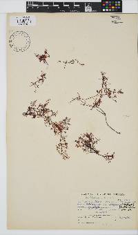 Gelidium abbottiorum image