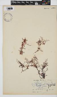 Gelidium abbottiorum image