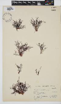 Gelidium abbottiorum image