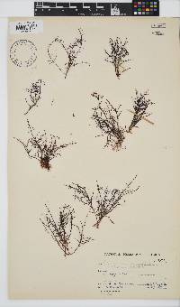 Gelidium abbottiorum image