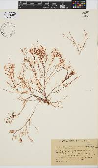 Gelidium abbottiorum image