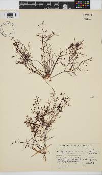 Gelidium abbottiorum image