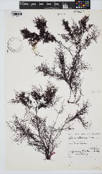 Gelidium abbottiorum image