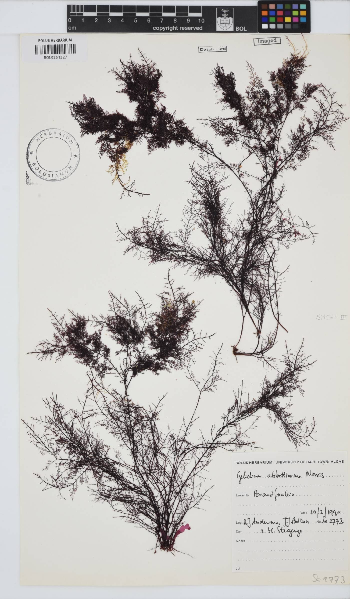 Gelidium abbottiorum image