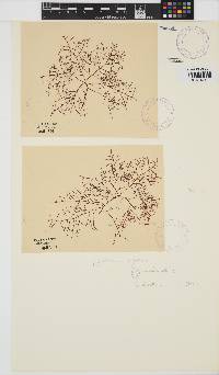 Gelidium abbottiorum image