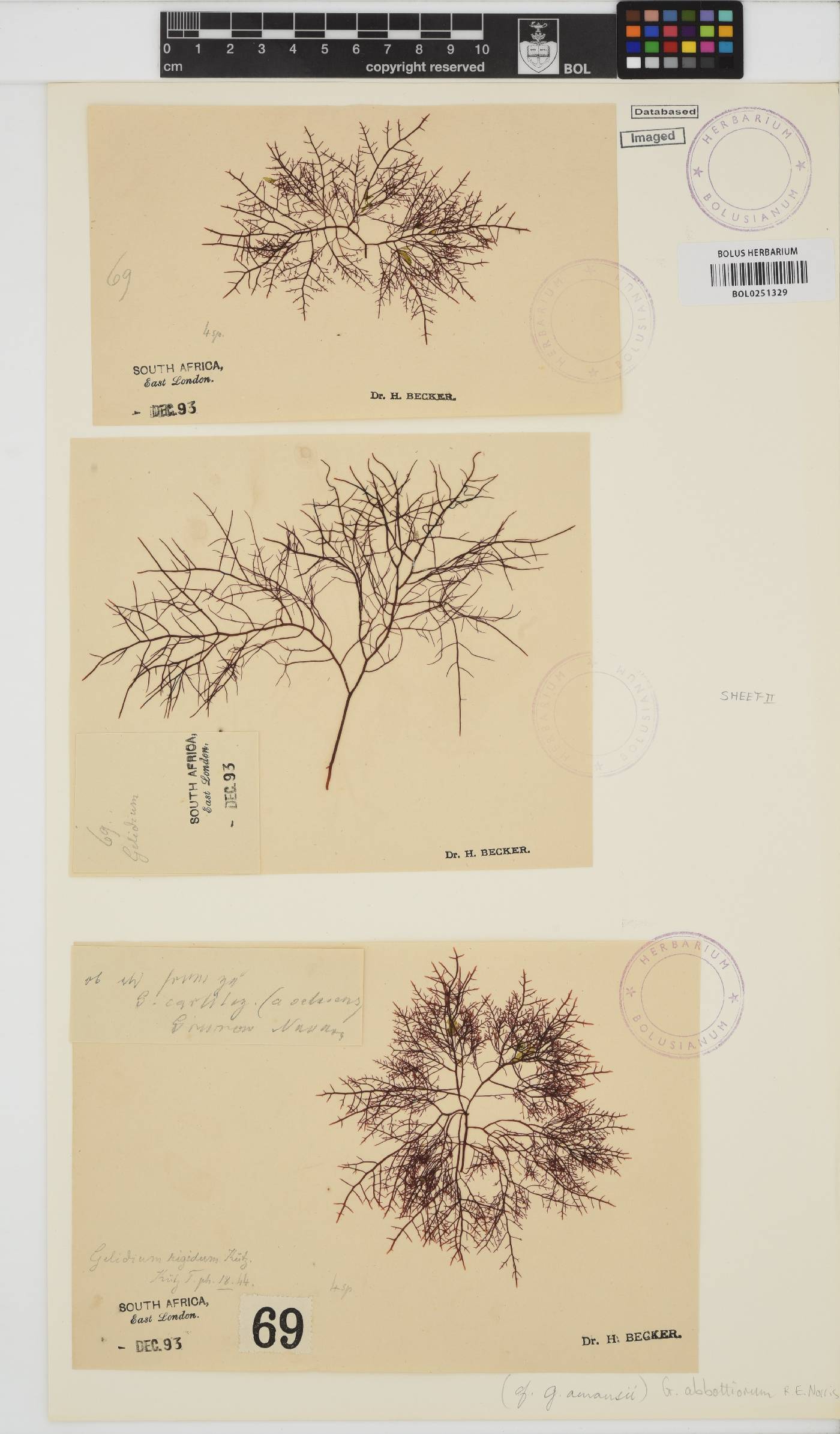 Gelidium abbottiorum image