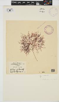 Gelidium abbottiorum image