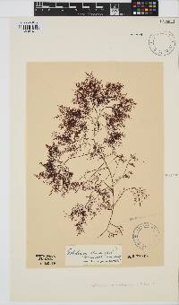 Gelidium abbottiorum image