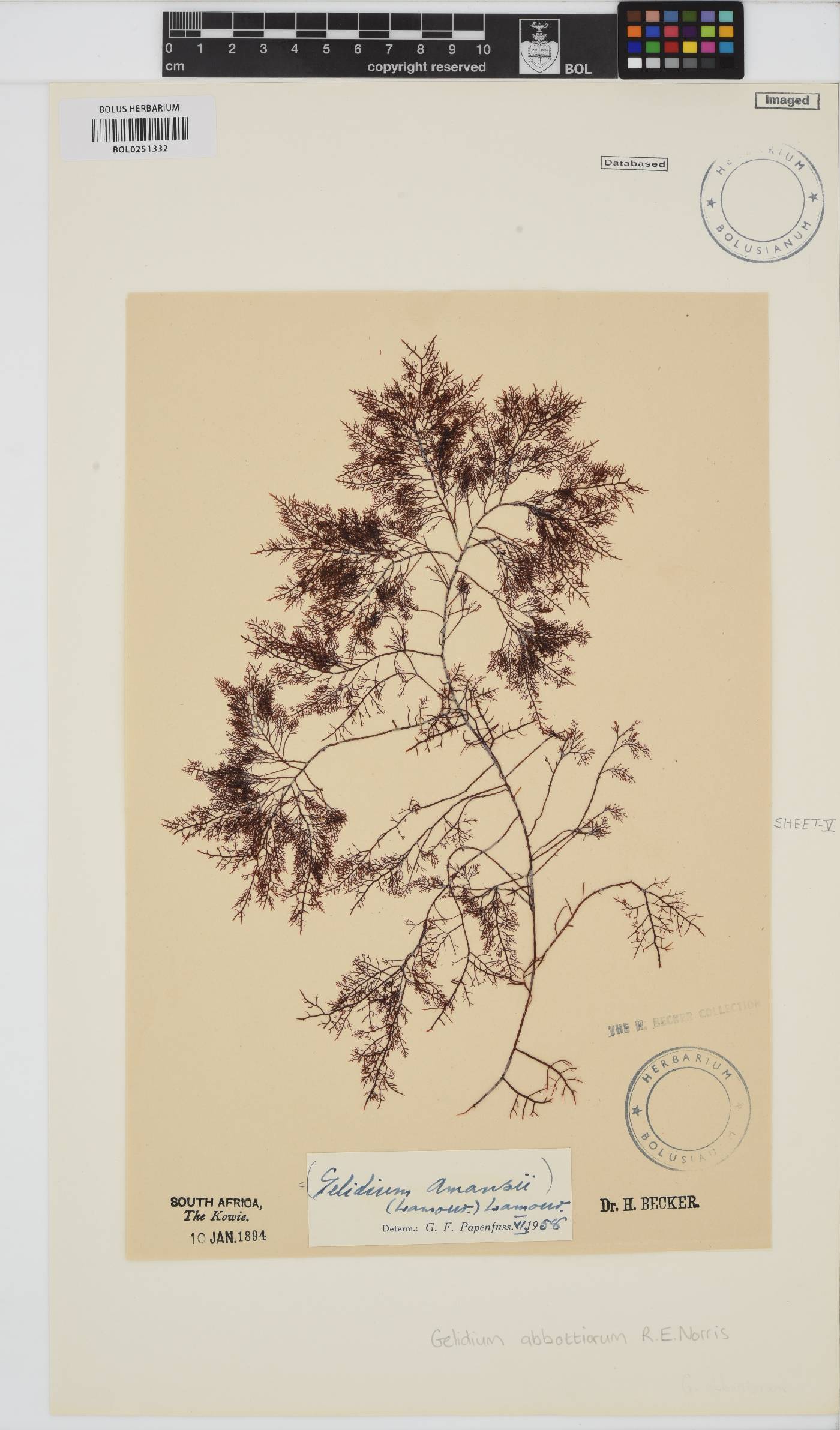 Gelidium abbottiorum image