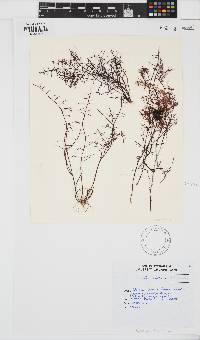 Gelidium abbottiorum image