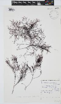 Gelidium abbottiorum image
