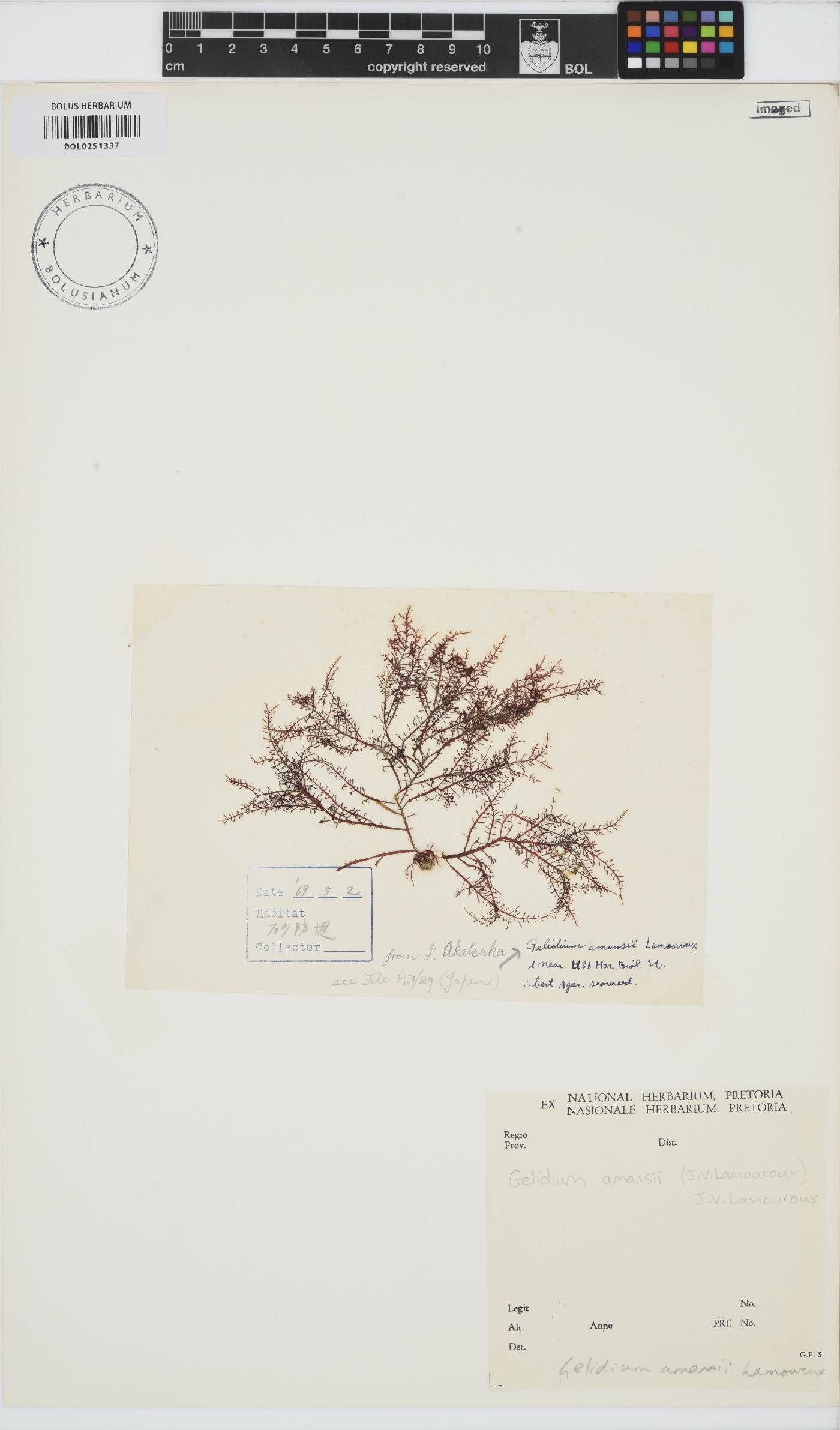 Gelidium amansii image