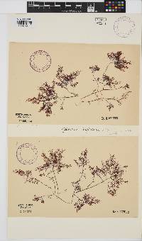 Gelidium asperum image
