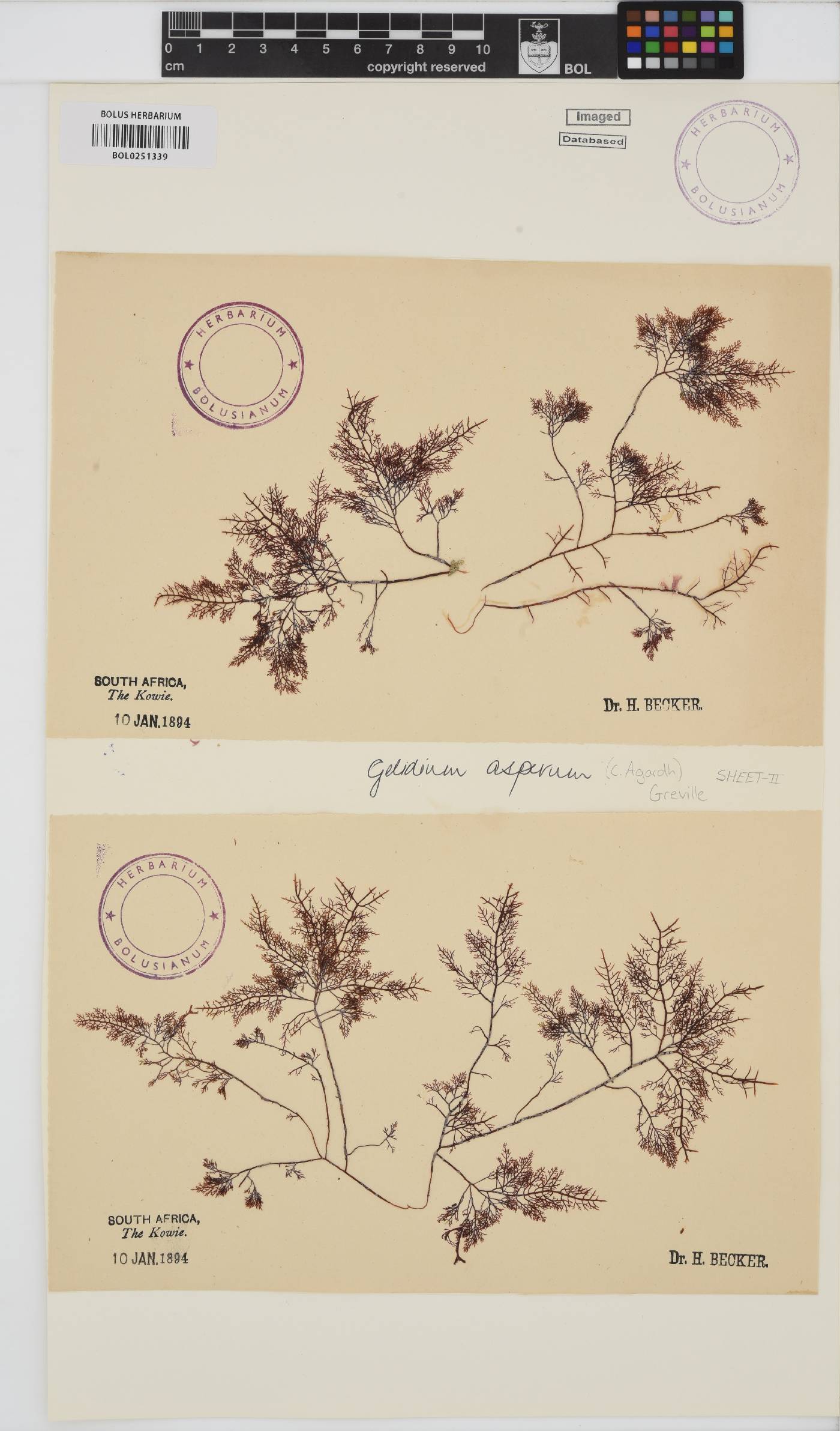 Gelidium asperum image