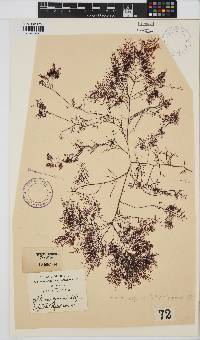 Gelidium asperum image