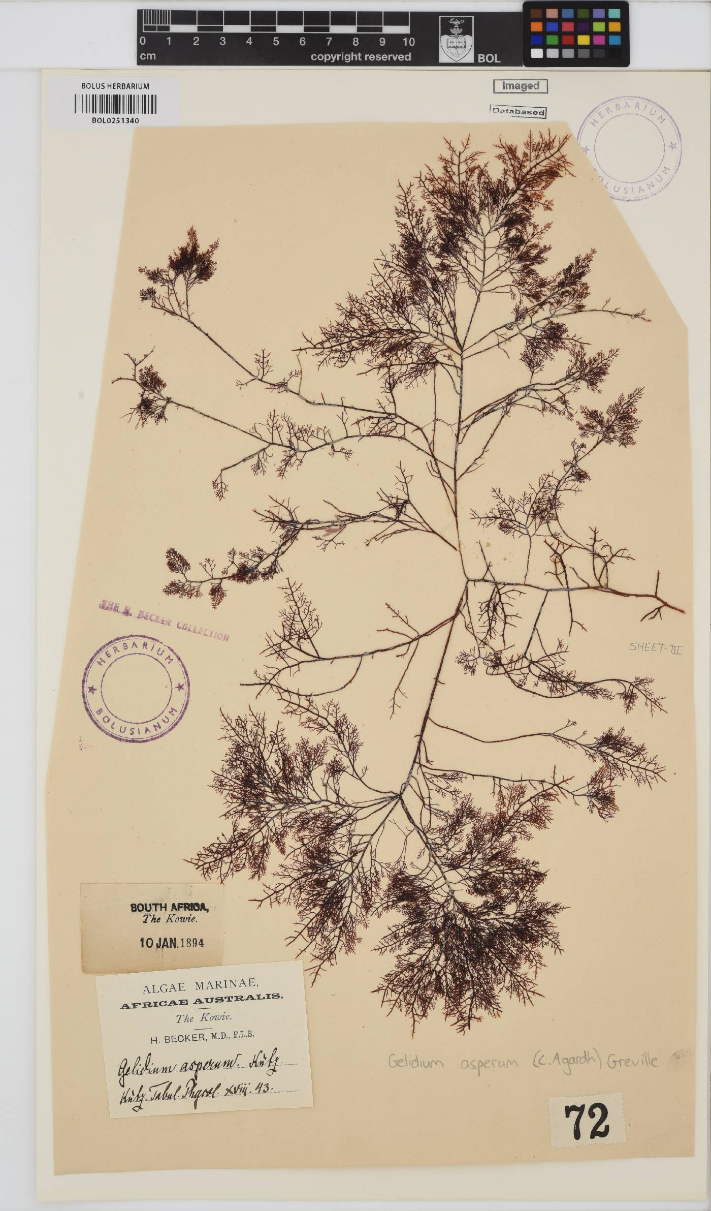 Gelidium asperum image