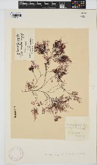 Gelidium asperum image