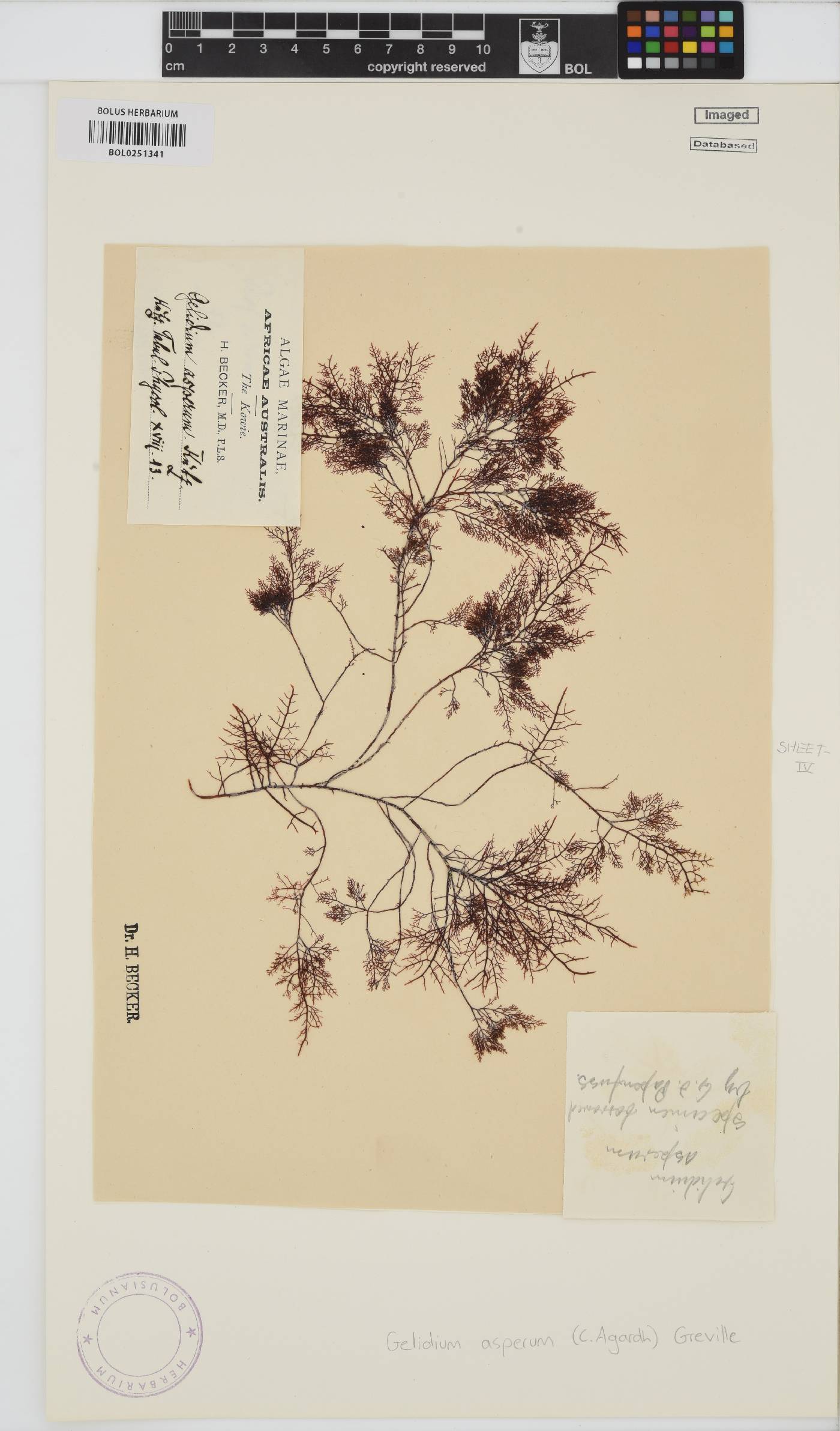 Gelidium asperum image