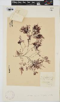 Gelidium asperum image