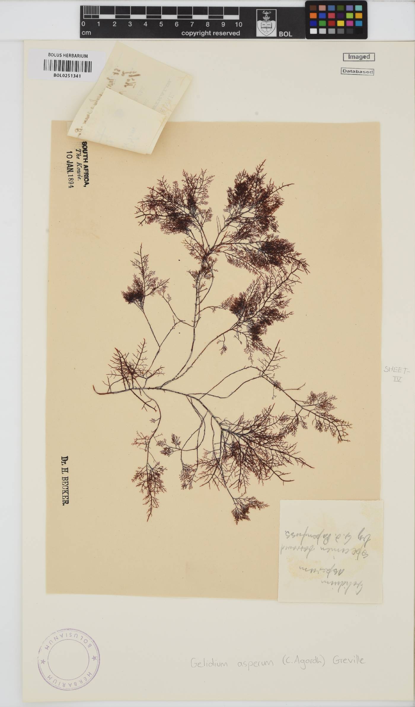 Gelidium asperum image