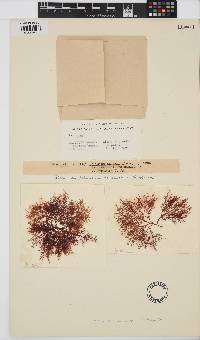 Image of Gelidium australe