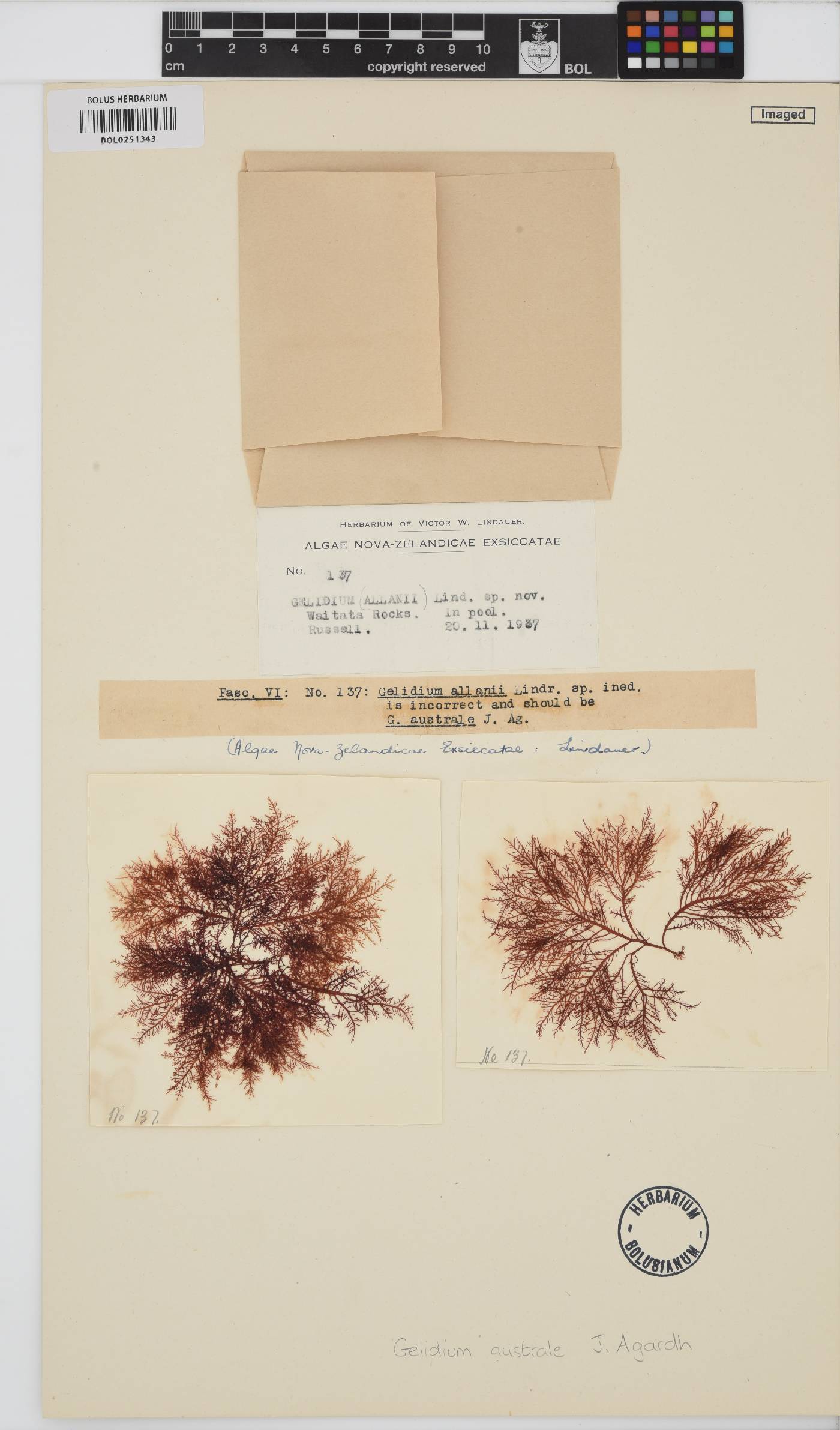 Gelidium australe image