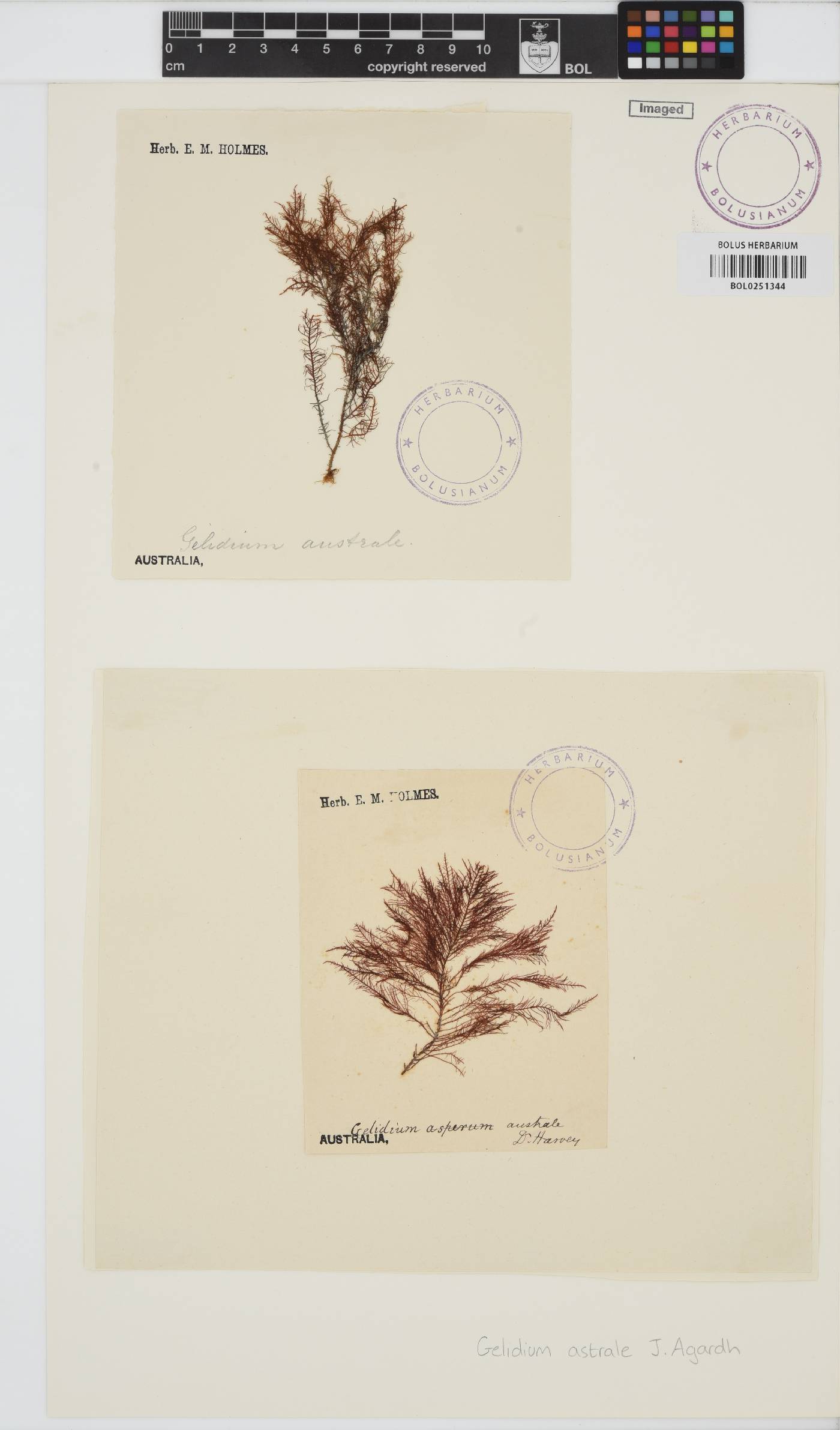 Gelidium australe image