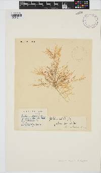 Gelidium australe image