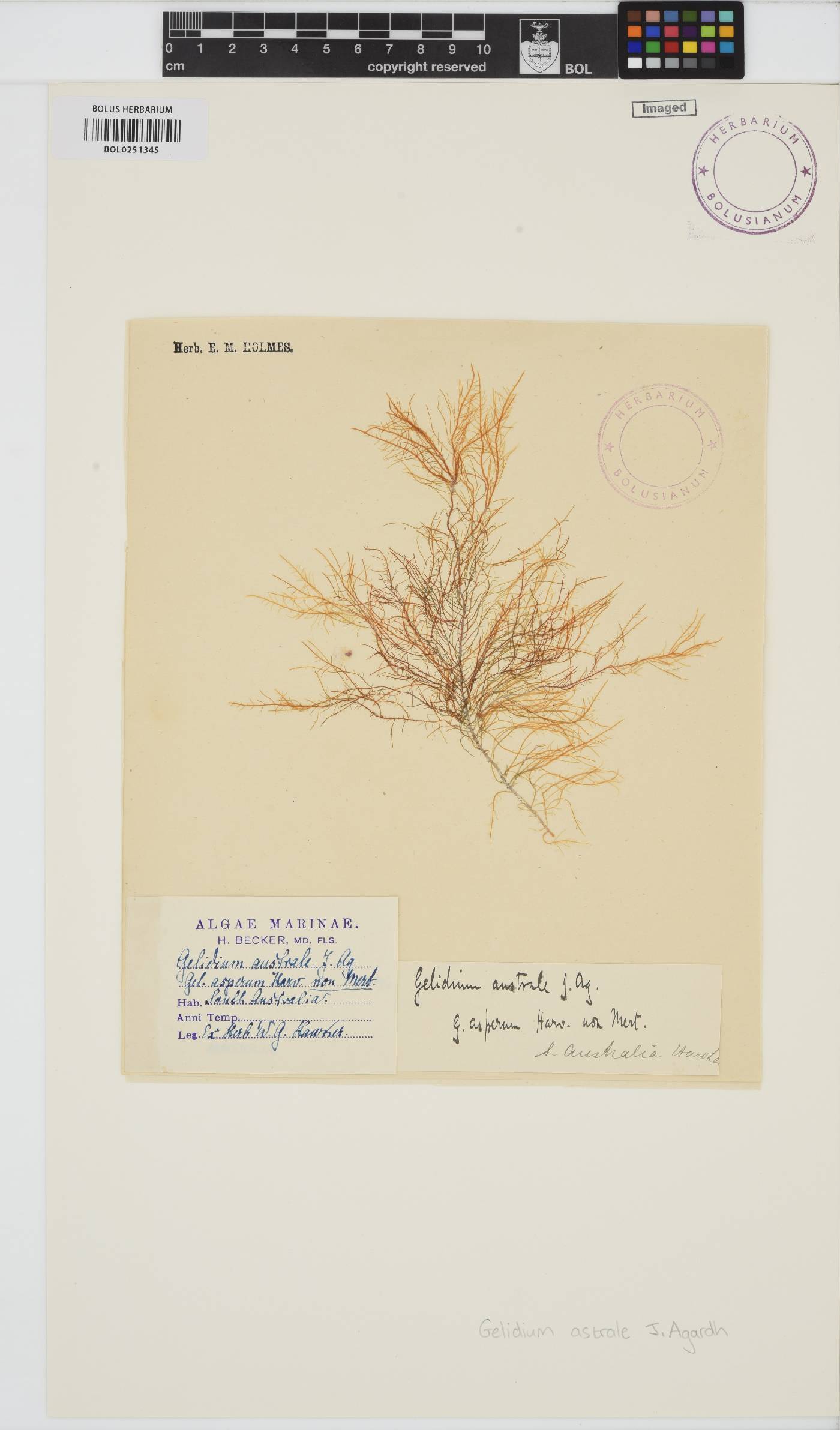 Gelidium australe image