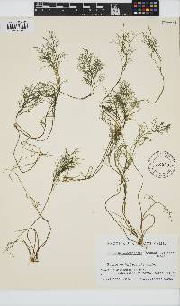 Image of Gelidium canariense
