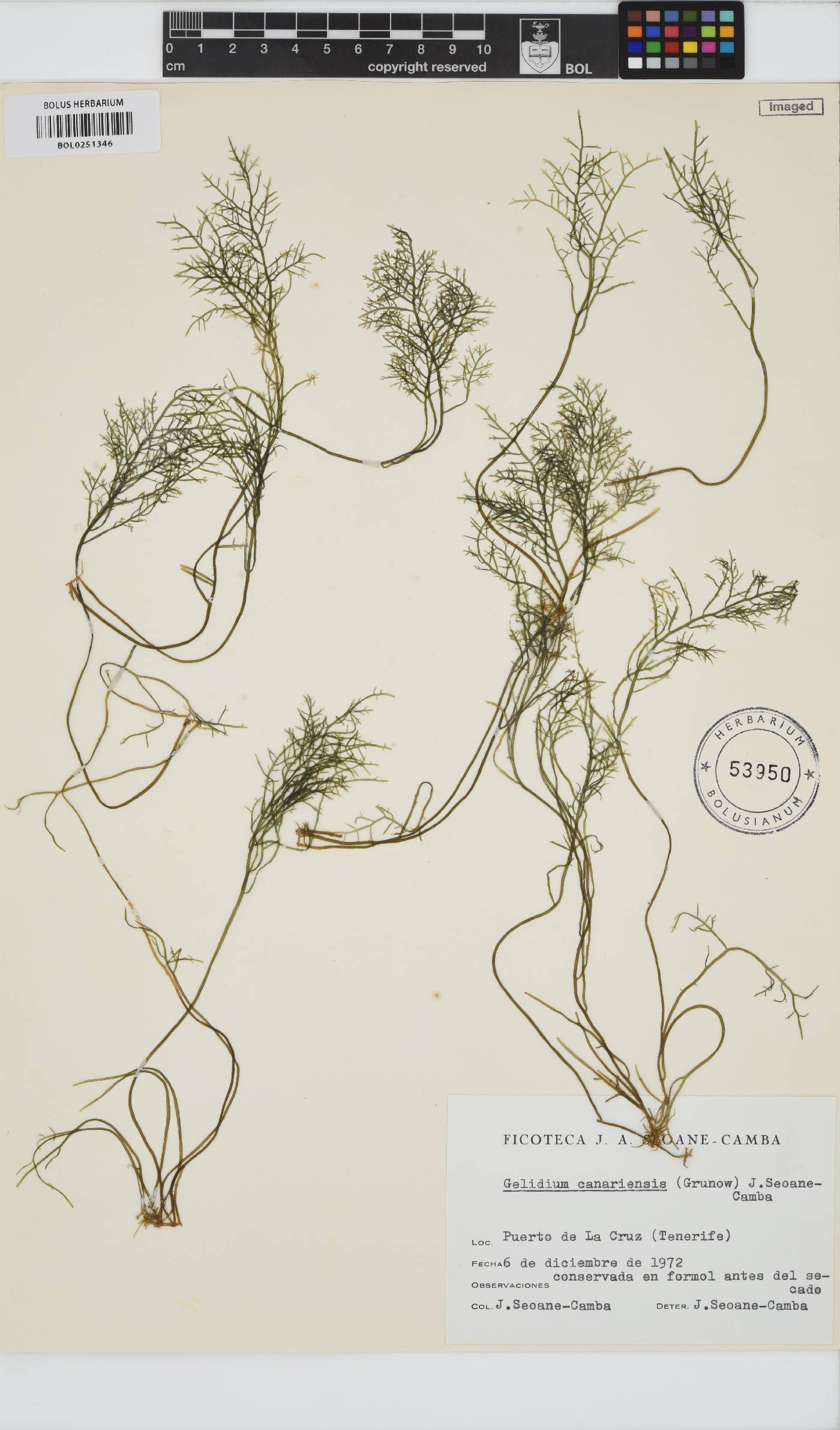 Gelidium canariense image