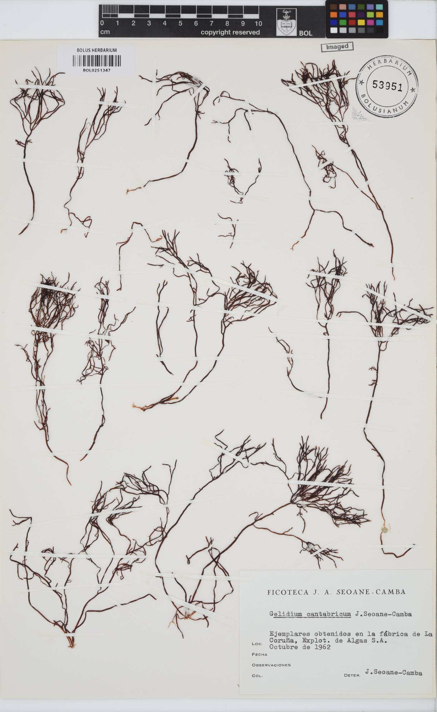 Gelidium cantabricum image