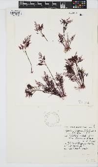 Gelidium capense image