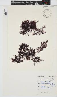 Gelidium capense image