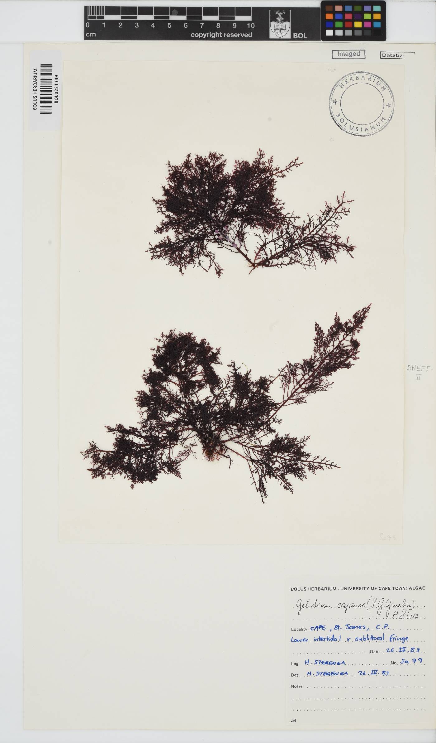 Gelidium capense image
