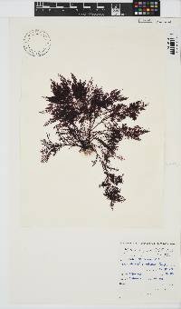 Gelidium capense image