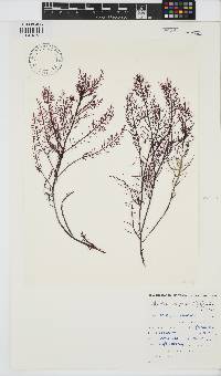 Gelidium capense image